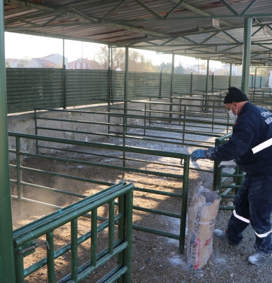 Zabıta Amirliği ekiplerimiz canlı hayvan pazarında kireçleme, dezenfekte ve ilaçlama çalışmalarına düzenli aralıklarla devam etmektedir.